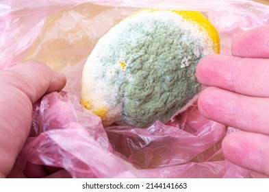 Fungus Mold And Rotten Bad Food Wastage. Man Showing Spoiled Lemon Fruit.