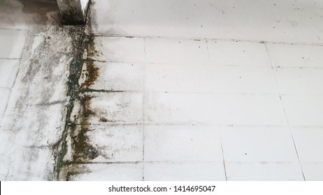 Fungus Mold Weathered Wall. Dirty Mold Wall