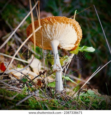 fungus, mushroom, green grass, nature, autumn, sunlight