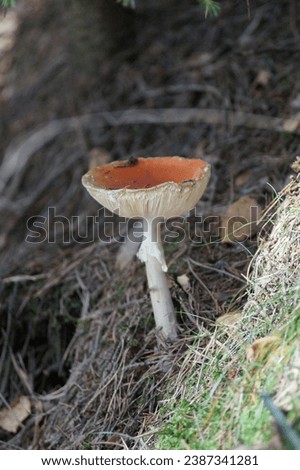 fungus, mushroom, green grass, nature, autumn, moss