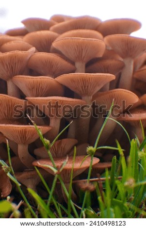 fungus mushroom plant small and fresh