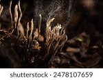 The fungus or Mushroom is releasing spores in the Tropical rainforest.