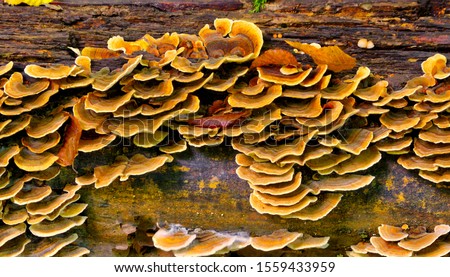 Fungus on Decaying Wood. Fungus at a tree. Bracket fungus on tree bark.