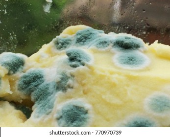 The fungus on the food contains bacteria and germs. It crushes fungus into rotten food.