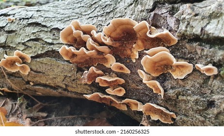 Fungus On A Tree, Polypore Fungus