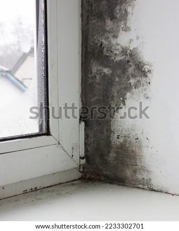 Fungus on the window and walls from excessive moisture in winter