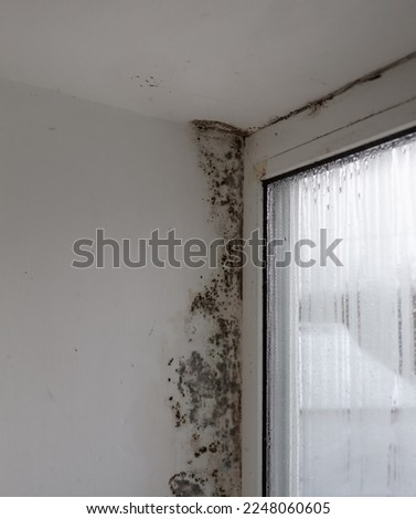 Fungus on the window walls, excessive moisture on the windows causes mold in winter