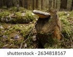 Fungus Phellinus igniarius, known as willow bracket, growing on a tree stump in forest in Evo, Hameenlinna, Finland