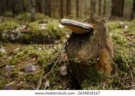 Fungus Phellinus igniarius, known as willow bracket, growing on a tree stump in forest in Evo, Hameenlinna, Finland