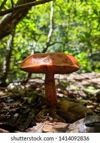 Fungus Prince William Forest Park