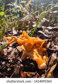 Fungus Prince William Forest Park