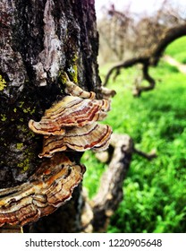 Fungus In Putah Creek