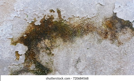 Fungus On Wall Images Stock Photos Vectors Shutterstock