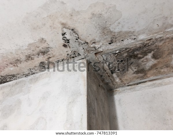 Fungus Texture Disgusting Dirty Ceiling Roof Stock Image