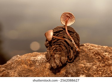 Fungus that grows inside pine cones that fall to the ground after rain