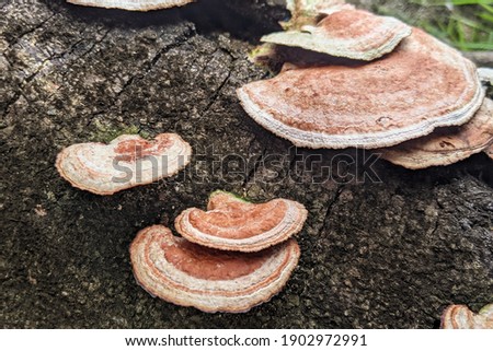 Fungus at a tree. Bracket fungus on tree bark. Fungus on Decaying Wood. 