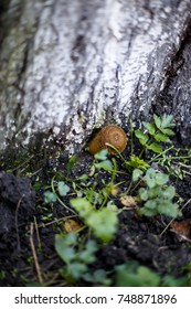 fungus under the tree

