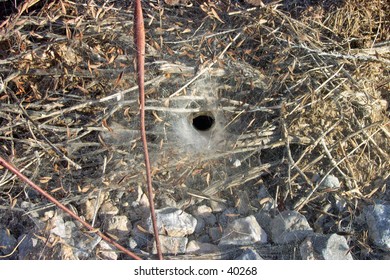 Funnel Spider Web