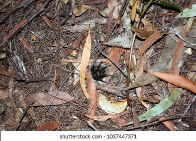 Funnel Web Spider