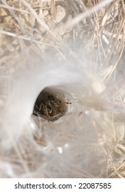 Funnel Web Spider In Web