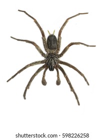 Funnel Web Spider