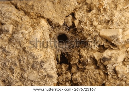 Funnel web spider burrow between rocks, lined with light brown silk threads. The funnel shape reveals the hidden habitat and hunting strategy of this ground-dwelling spider. Ideal for biology, nature