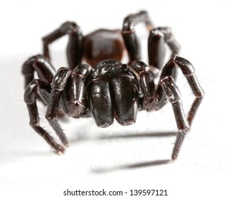 A Funnel Web Spider On White