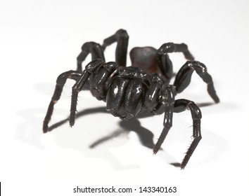 A Funnel Web Spider On White