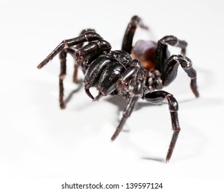 A Funnel Web Spider Rearing Up