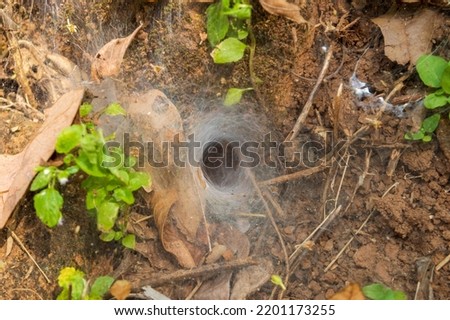 Funnel web spider refers to many different species of spider particularly those that spin a web in the shape of a funnel. Here is a funnel shaped web spun by a spider.