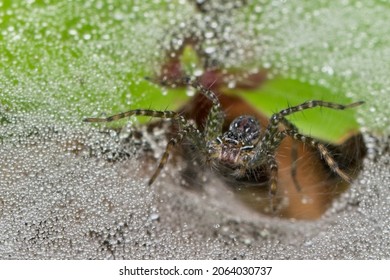 Funnel Web Spider oder Trichterweber machen dichte, grabenförmige Bahnen, um ihre Beute zu fangen