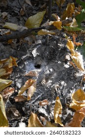 Funnel-shaped spider web nest in ground among dry leaves and twigs in forest for macro wildlife and spider habitat photography
