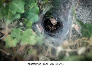 822 Tunnel spider Images, Stock Photos & Vectors | Shutterstock