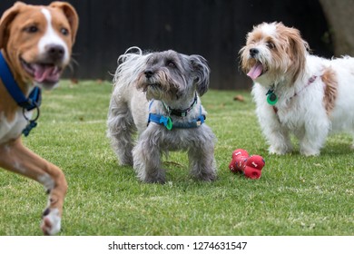 Funny 3 Dog Photo Bomb At Play Outdoors