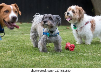 Funny 3 Dog Photo Bomb At Play Outdoors