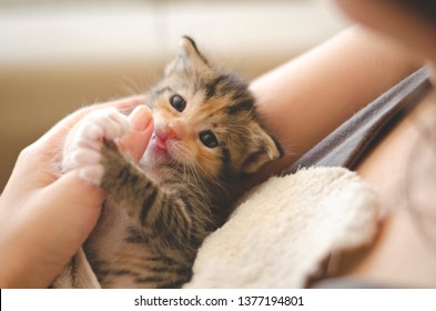 Funny 3 Weeks Old Adopted Calico Kitten With Blue Baby Eyes, In The Arms Of A Young Lady, Tounge Out, Fooling Around And Feeling Pretty. Adopt Don't Shop, Spay And Neuter, Rescue Concepts