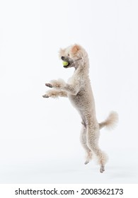 Funny Active Dog Jumping With Ball. Happy White Small Poodle 