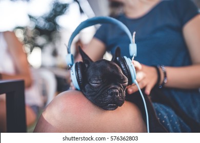 Funny and adorable French bulldog puppy sleeping and listening to music with headphones. Spring or summer city outdoors. People with dogs theme.