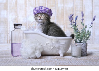 Funny Adorable Kitten in A Bathtub Relaxing