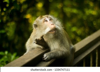 Funny Adorable Monkey Has Mind Blown With Look Of Amazement