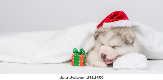 Santa Sleeping with Alaskan Malamute Dogs Christmas Pillow 14x14 