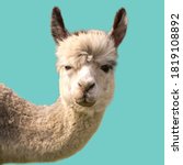 Funny alpaca llama isolated on blue background