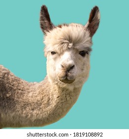 Funny Alpaca Llama Isolated On Blue Background