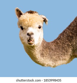 Funny Alpaca Llama Isolated On Blue Background