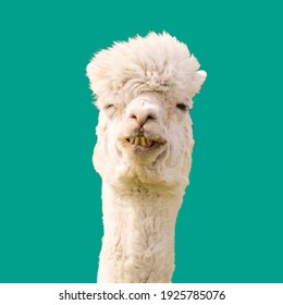 Funny Alpaca Llama On Blue Background