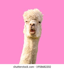 Funny Alpaca Llama On Pink Background