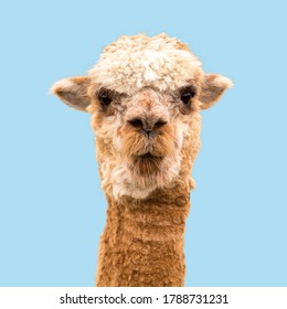 Funny Alpaca On Blue Background