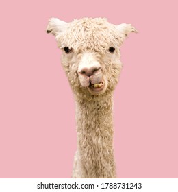 Funny Alpaca On Pink Background