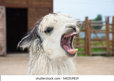 Funny Alpaca Smile And Teeth; White Llama Close-up