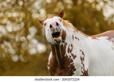 Funny American Paint Horse With Open Mouth In Autumn